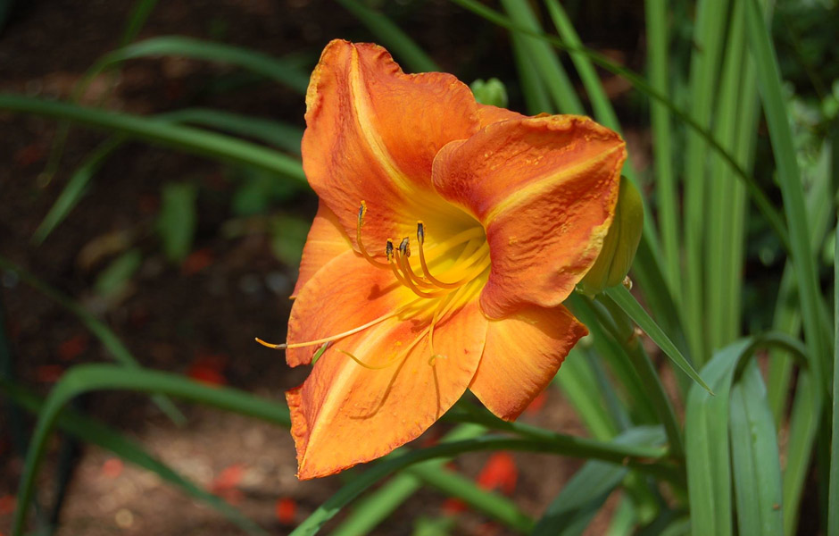daylily
