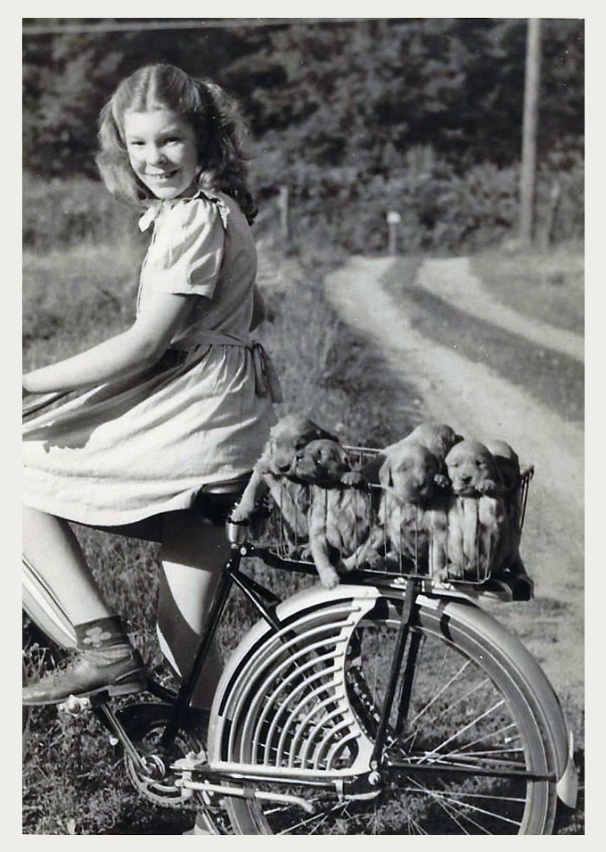 My Life with Golden Retrievers