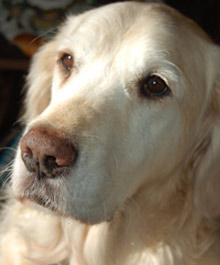 Woof! My name is Apollo!