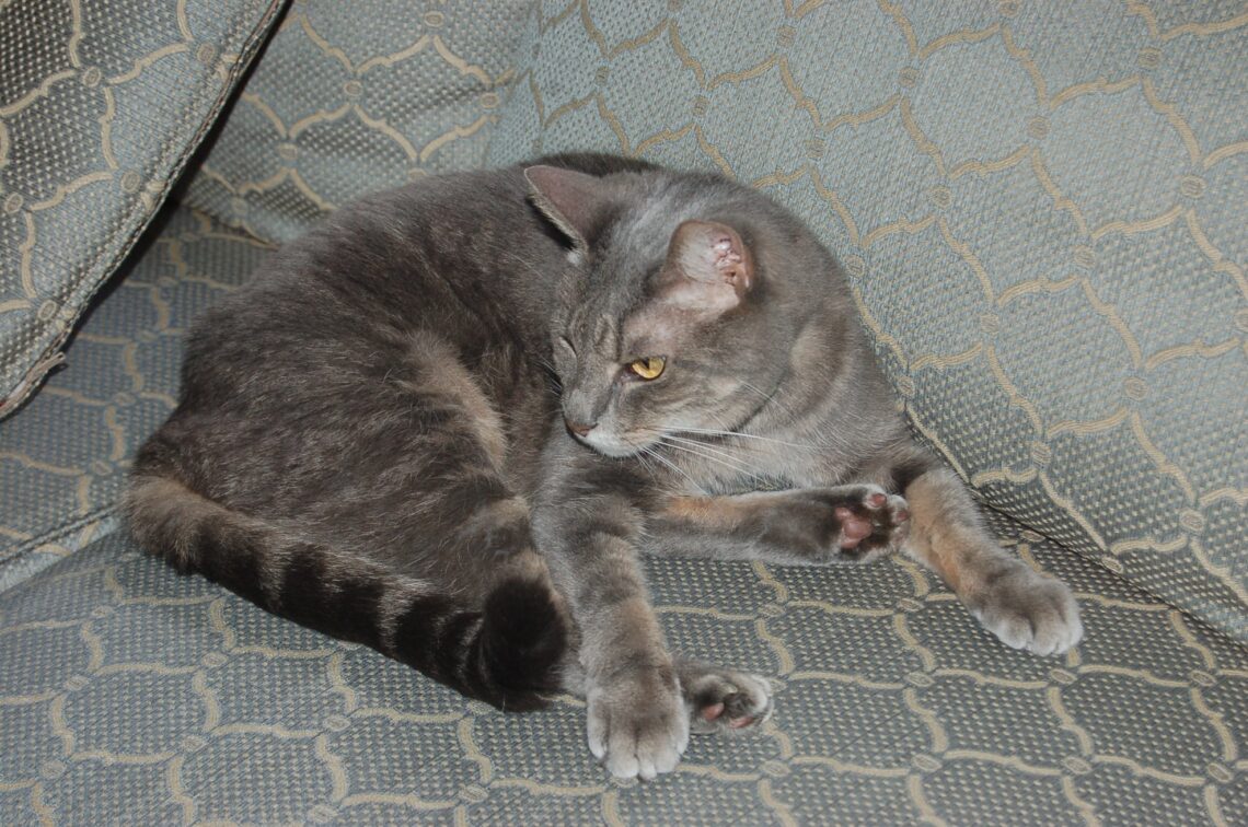 What Happens When a Kitty Enters The Dog House!